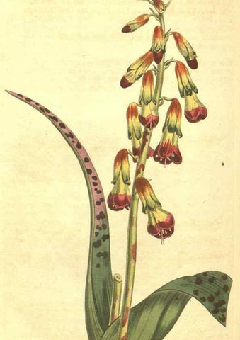 Reproducción/Reproduction 34359747633: Curtis's botanical magazine.. London ; New York [etc.] :Academic Press [etc.]