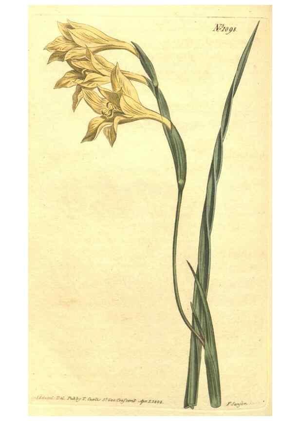 Reproducción/Reproduction 34359749593: Curtis's botanical magazine.. London ; New York [etc.] :Academic Press [etc.]