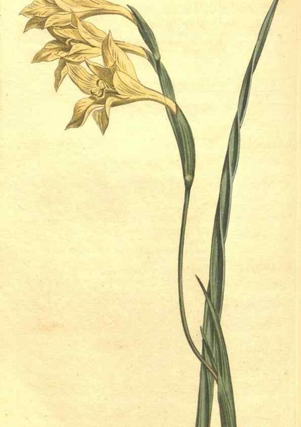 Reproducción/Reproduction 34359749593: Curtis's botanical magazine.. London ; New York [etc.] :Academic Press [etc.]