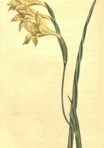 Reproducción/Reproduction 34359749593: Curtis's botanical magazine.. London ; New York [etc.] :Academic Press [etc.]