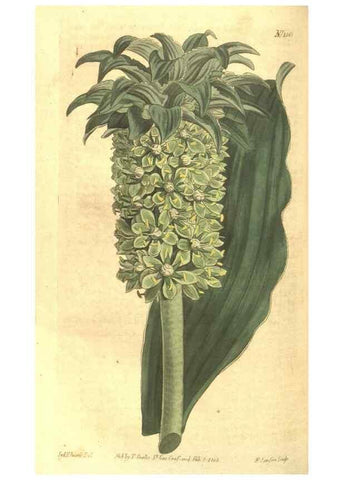 Reproducción/Reproduction 35038633861: Curtis's botanical magazine.. London ; New York [etc.] :Academic Press [etc.]