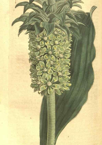 Reproducción/Reproduction 35038633861: Curtis's botanical magazine.. London ; New York [etc.] :Academic Press [etc.]