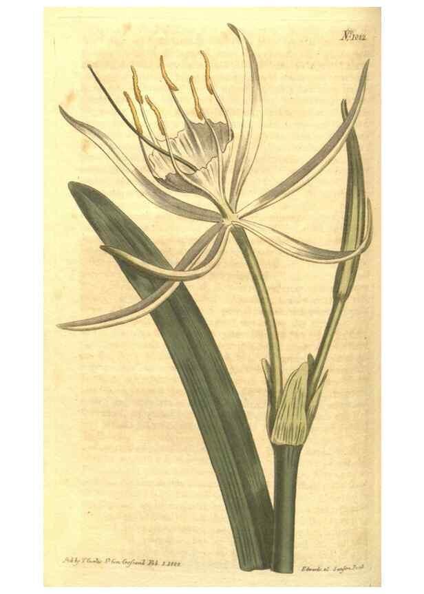 Reproducción/Reproduction 35038631731: Curtis's botanical magazine.. London ; New York [etc.] :Academic Press [etc.]