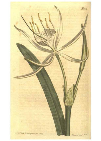 Reproducción/Reproduction 35038631731: Curtis's botanical magazine.. London ; New York [etc.] :Academic Press [etc.]
