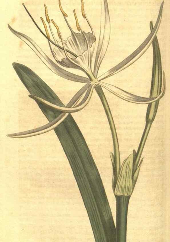 Reproducción/Reproduction 35038631731: Curtis's botanical magazine.. London ; New York [etc.] :Academic Press [etc.]
