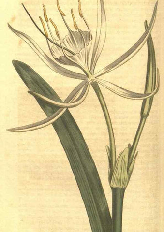 Reproducción/Reproduction 35038631731: Curtis's botanical magazine.. London ; New York [etc.] :Academic Press [etc.]