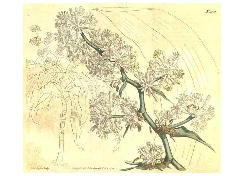 Reproducción/Reproduction 35038629471: Curtis's botanical magazine.. London ; New York [etc.] :Academic Press [etc.]