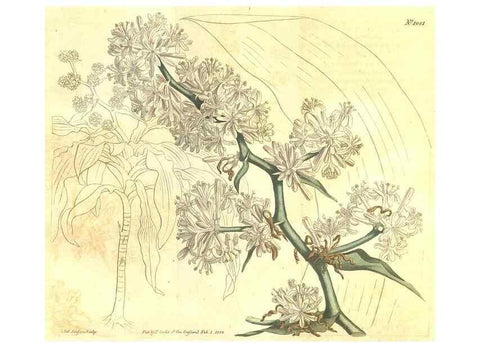 Reproducción/Reproduction 35038629471: Curtis's botanical magazine.. London ; New York [etc.] :Academic Press [etc.]