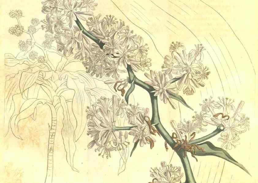 Reproducción/Reproduction 35038629471: Curtis's botanical magazine.. London ; New York [etc.] :Academic Press [etc.]