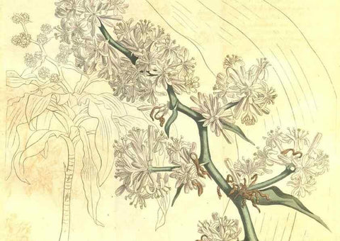 Reproducción/Reproduction 35038629471: Curtis's botanical magazine.. London ; New York [etc.] :Academic Press [etc.]