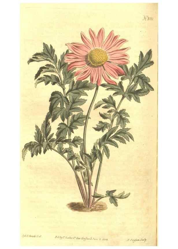 Reproducción/Reproduction 35038627311: Curtis's botanical magazine.. London ; New York [etc.] :Academic Press [etc.]