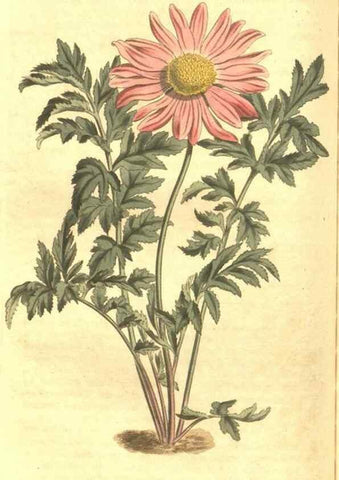 Reproducción/Reproduction 35038627311: Curtis's botanical magazine.. London ; New York [etc.] :Academic Press [etc.]