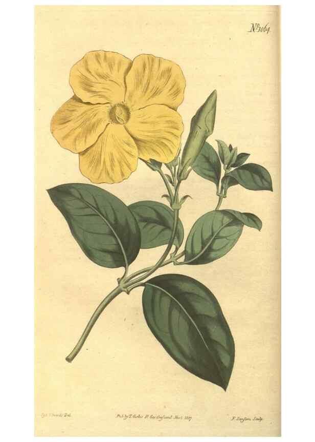 Reproducción/Reproduction 35004415042: Curtis's botanical magazine.. London ; New York [etc.] :Academic Press [etc.]