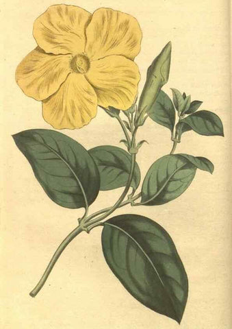 Reproducción/Reproduction 35004415042: Curtis's botanical magazine.. London ; New York [etc.] :Academic Press [etc.]