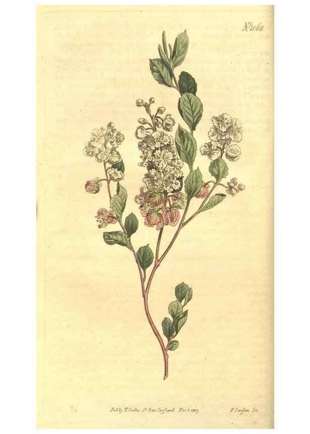 Reproducción/Reproduction 35004416492: Curtis's botanical magazine.. London ; New York [etc.] :Academic Press [etc.]