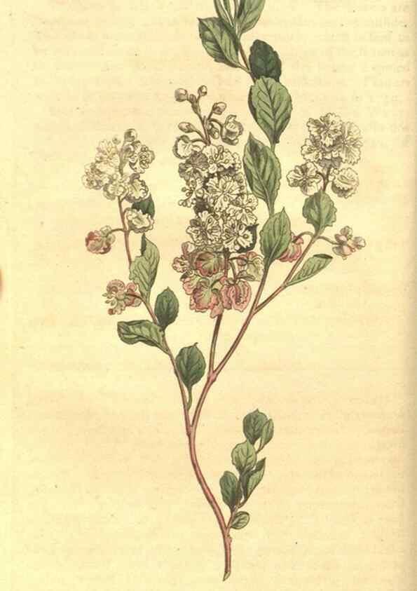 Reproducción/Reproduction 35004416492: Curtis's botanical magazine.. London ; New York [etc.] :Academic Press [etc.]