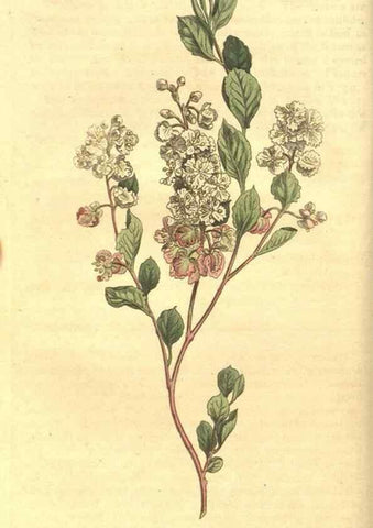 Reproducción/Reproduction 35004416492: Curtis's botanical magazine.. London ; New York [etc.] :Academic Press [etc.]