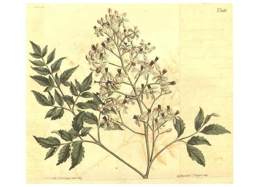 Reproducción/Reproduction 35004418012: Curtis's botanical magazine.. London ; New York [etc.] :Academic Press [etc.]