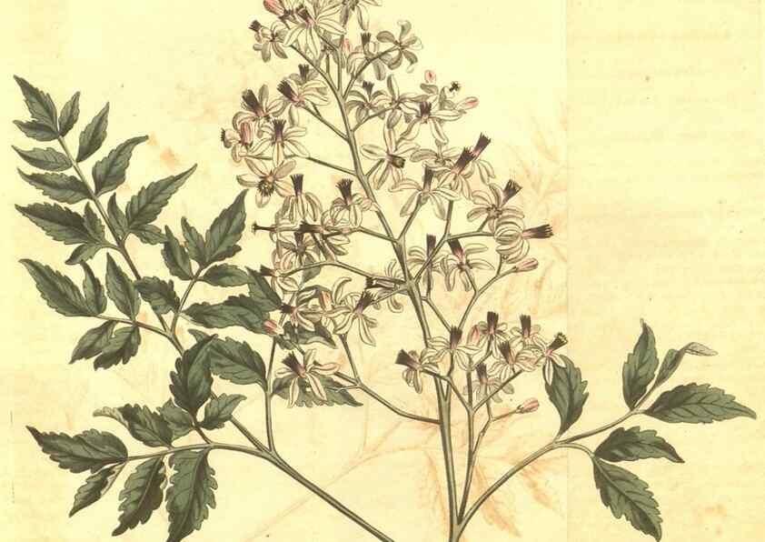 Reproducción/Reproduction 35004418012: Curtis's botanical magazine.. London ; New York [etc.] :Academic Press [etc.]