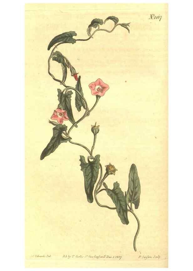 Reproducción/Reproduction 35004419482: Curtis's botanical magazine.. London ; New York [etc.] :Academic Press [etc.]
