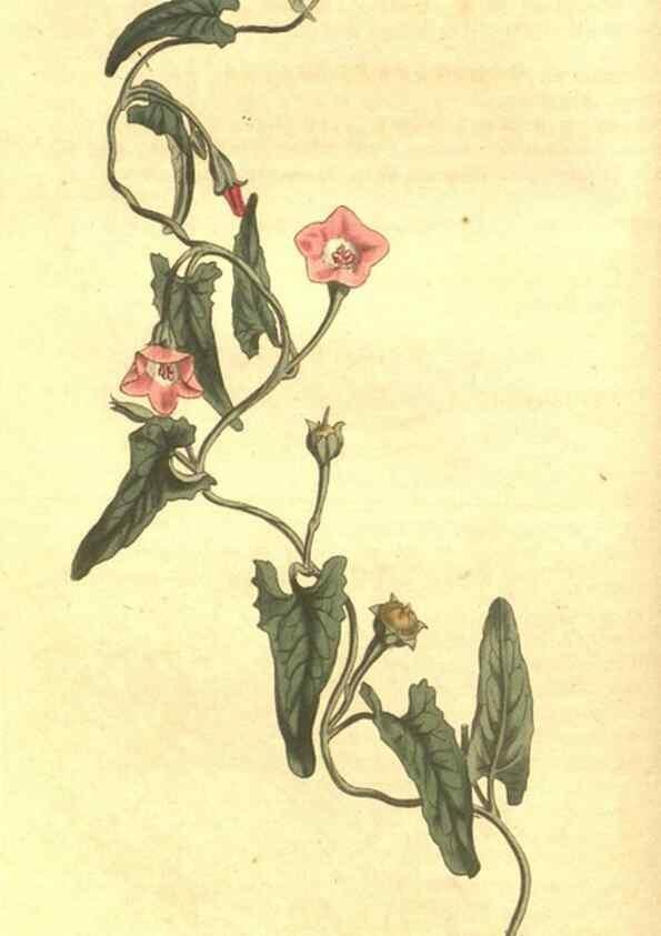 Reproducción/Reproduction 35004419482: Curtis's botanical magazine.. London ; New York [etc.] :Academic Press [etc.]