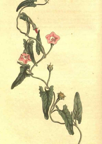 Reproducción/Reproduction 35004419482: Curtis's botanical magazine.. London ; New York [etc.] :Academic Press [etc.]