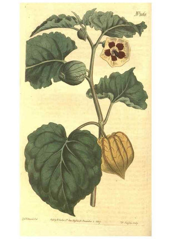 Reproducción/Reproduction 35004420822: Curtis's botanical magazine.. London ; New York [etc.] :Academic Press [etc.]