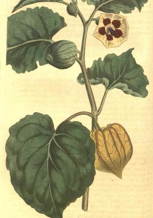 Reproducción/Reproduction 35004420822: Curtis's botanical magazine.. London ; New York [etc.] :Academic Press [etc.]
