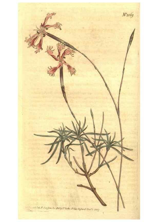 Reproducción/Reproduction 34324338154: Curtis's botanical magazine.. London ; New York [etc.] :Academic Press [etc.]