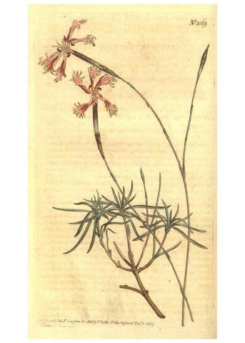 Reproducción/Reproduction 34324338154: Curtis's botanical magazine.. London ; New York [etc.] :Academic Press [etc.]