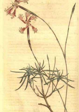 Reproducción/Reproduction 34324338154: Curtis's botanical magazine.. London ; New York [etc.] :Academic Press [etc.]