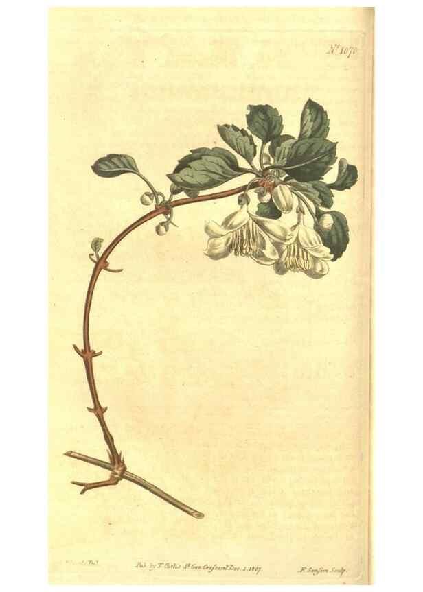 Reproducción/Reproduction 34324339234: Curtis's botanical magazine.. London ; New York [etc.] :Academic Press [etc.]