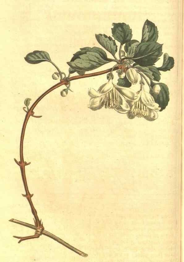 Reproducción/Reproduction 34324339234: Curtis's botanical magazine.. London ; New York [etc.] :Academic Press [etc.]