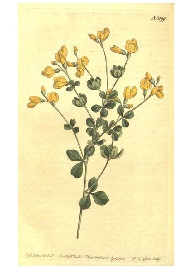 Reproducción/Reproduction 34359751783: Curtis's botanical magazine.. London ; New York [etc.] :Academic Press [etc.]