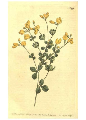 Reproducción/Reproduction 34359751783: Curtis's botanical magazine.. London ; New York [etc.] :Academic Press [etc.]
