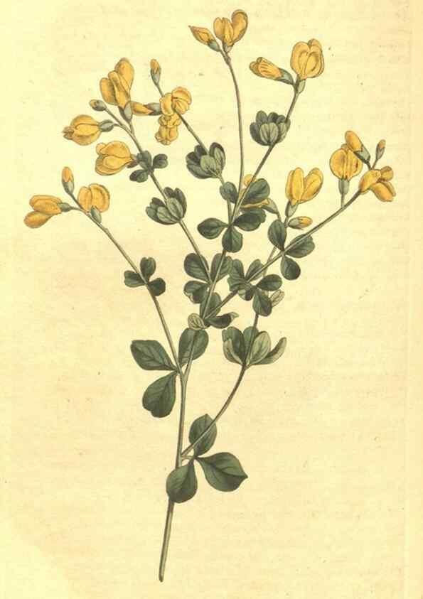 Reproducción/Reproduction 34359751783: Curtis's botanical magazine.. London ; New York [etc.] :Academic Press [etc.]