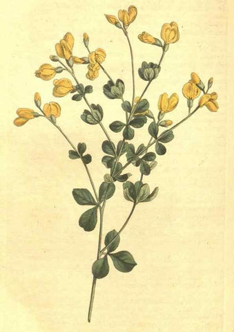 Reproducción/Reproduction 34359751783: Curtis's botanical magazine.. London ; New York [etc.] :Academic Press [etc.]