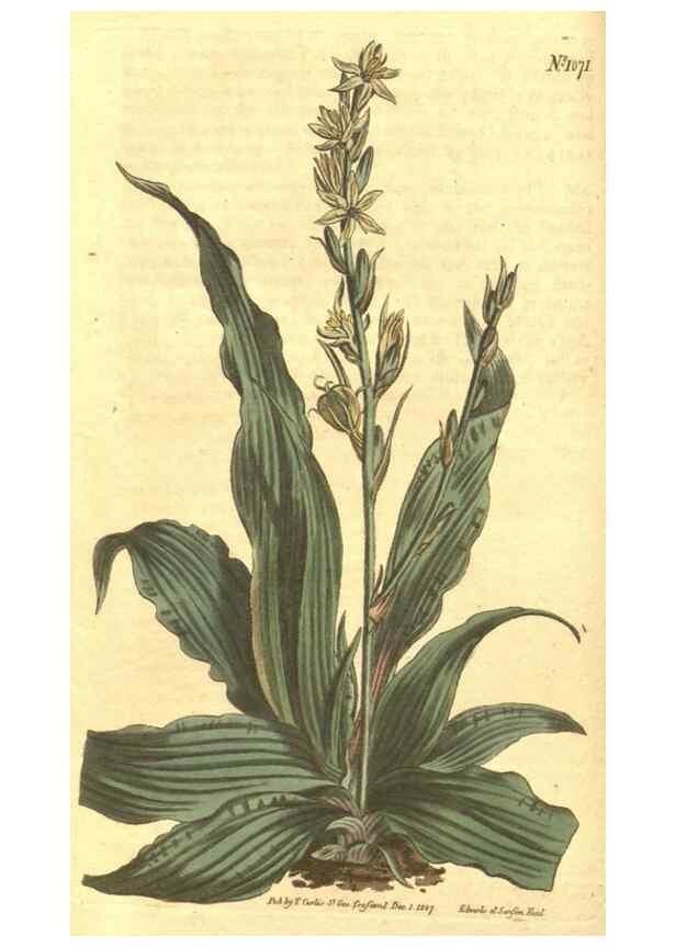 Reproducción/Reproduction 34324340584: Curtis's botanical magazine.. London ; New York [etc.] :Academic Press [etc.]