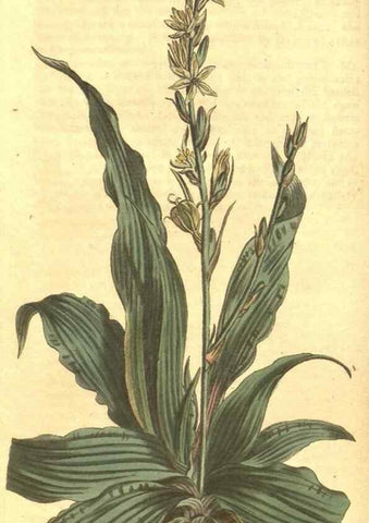 Reproducción/Reproduction 34324340584: Curtis's botanical magazine.. London ; New York [etc.] :Academic Press [etc.]