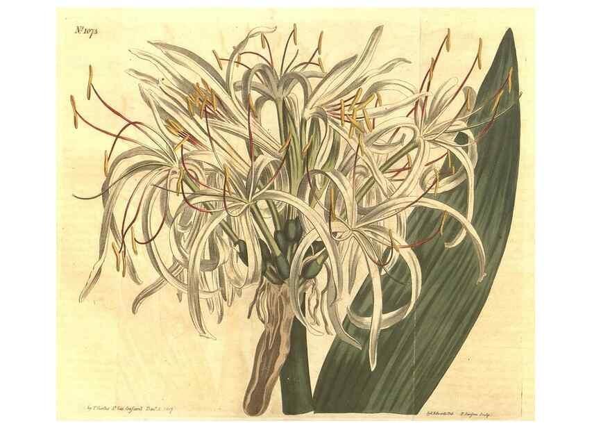Reproducción/Reproduction 34324342794: Curtis's botanical magazine.. London ; New York [etc.] :Academic Press [etc.]