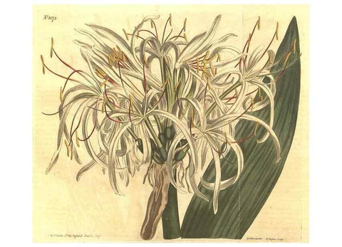 Reproducción/Reproduction 34324342794: Curtis's botanical magazine.. London ; New York [etc.] :Academic Press [etc.]