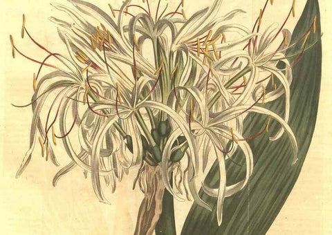 Reproducción/Reproduction 34324342794: Curtis's botanical magazine.. London ; New York [etc.] :Academic Press [etc.]