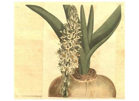 Reproducción/Reproduction 35004429592: Curtis's botanical magazine.. London ; New York [etc.] :Academic Press [etc.]