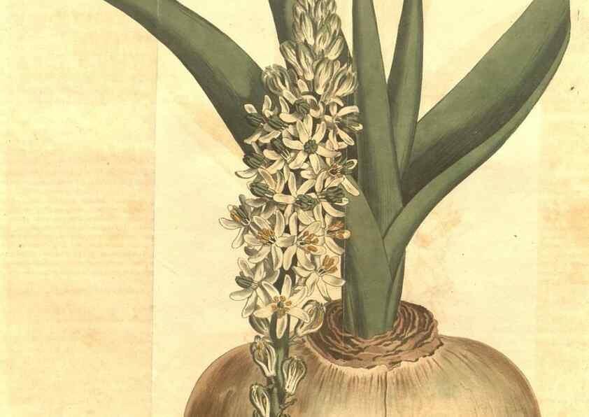 Reproducción/Reproduction 35004429592: Curtis's botanical magazine.. London ; New York [etc.] :Academic Press [etc.]