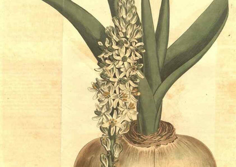 Reproducción/Reproduction 35004429592: Curtis's botanical magazine.. London ; New York [etc.] :Academic Press [etc.]