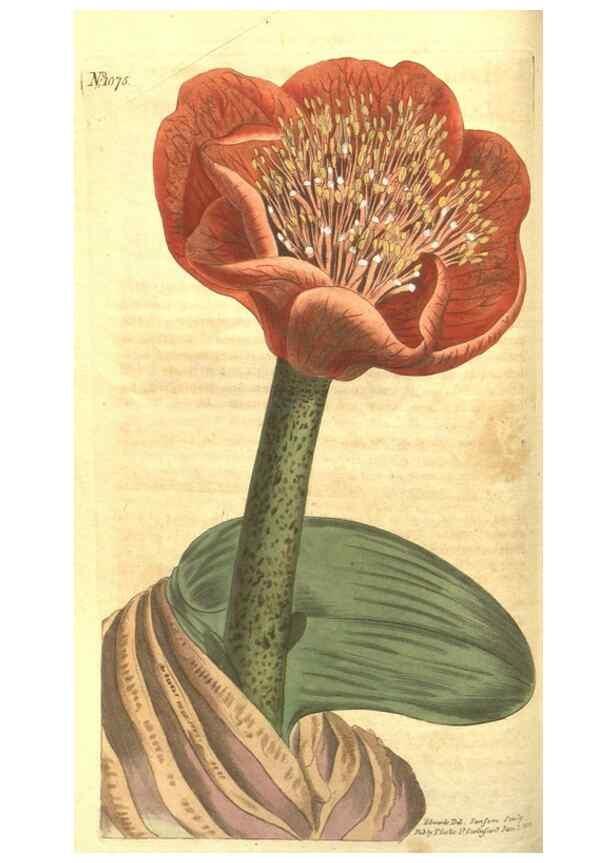 Reproducción/Reproduction 35004430832: Curtis's botanical magazine.. London ; New York [etc.] :Academic Press [etc.]