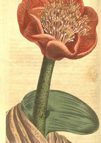 Reproducción/Reproduction 35004430832: Curtis's botanical magazine.. London ; New York [etc.] :Academic Press [etc.]