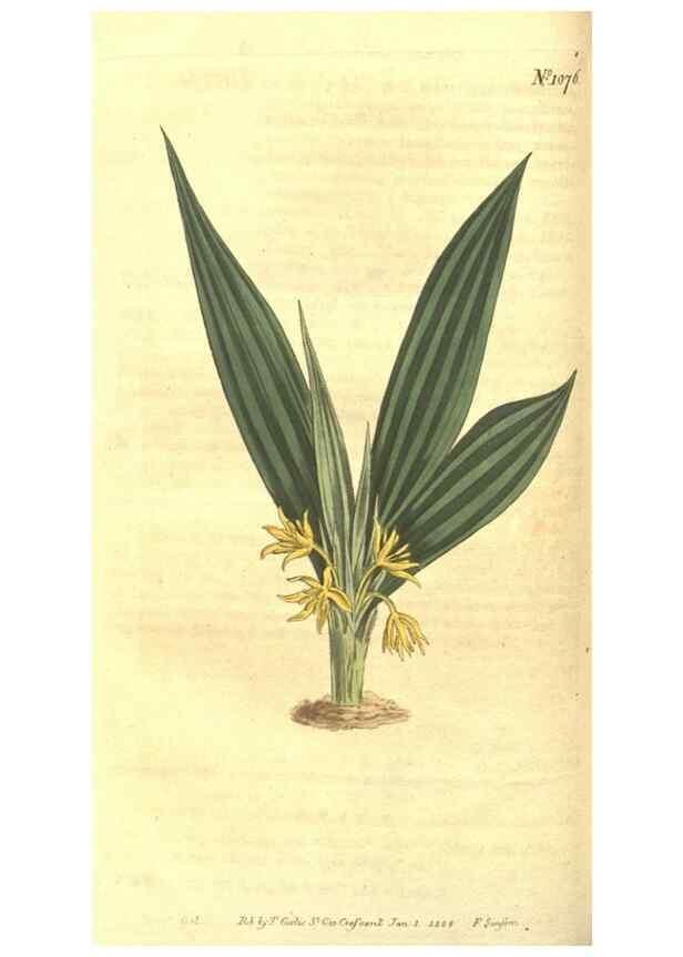 Reproducción/Reproduction 35004432202: Curtis's botanical magazine.. London ; New York [etc.] :Academic Press [etc.]