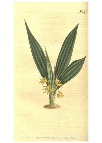 Reproducción/Reproduction 35004432202: Curtis's botanical magazine.. London ; New York [etc.] :Academic Press [etc.]