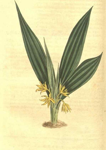 Reproducción/Reproduction 35004432202: Curtis's botanical magazine.. London ; New York [etc.] :Academic Press [etc.]